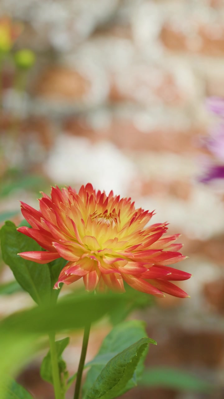 Bunga dahlia oranye fokus tajam, pergerakan kamera lembut, cahaya matahari lembut, latar belakang taman buram