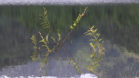 close up of green plants growing in the lake in thailand