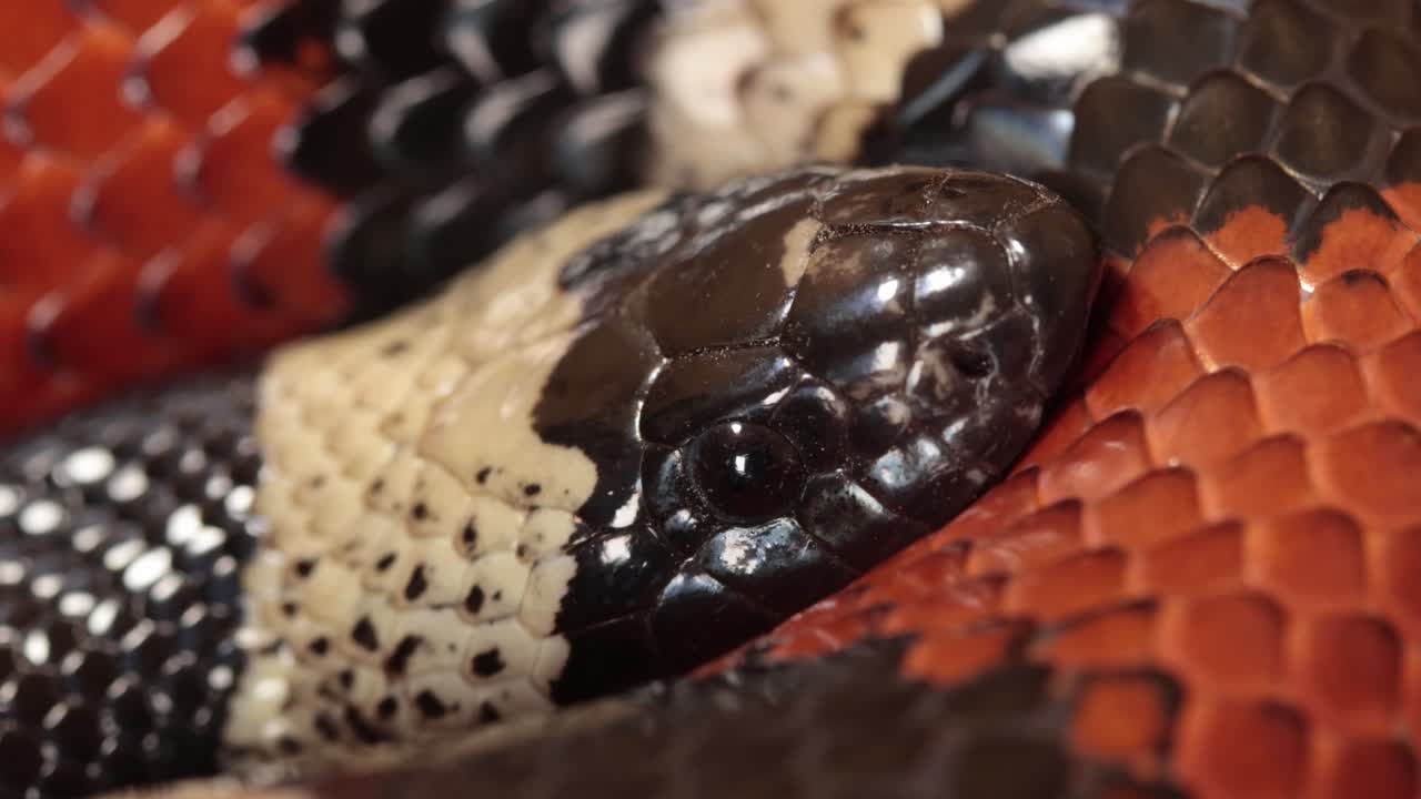 Primo piano della testa di un serpente del latte di Puebla, Lampropeltis triangulum campbelli.