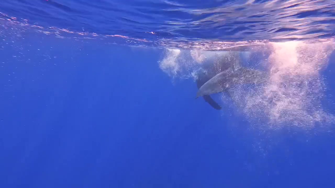 Juvenile baby calf humpback whale splashing on ocean surface whilst mother whale dives deeper in Moorea, French Polynesia