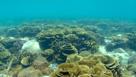 scenic undersea view with sunlight on disc corals at the reef