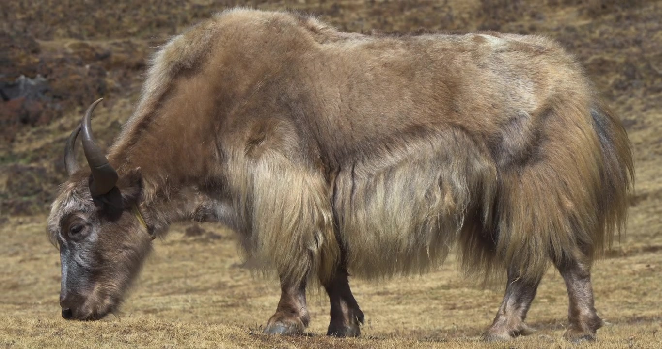 Syangboche, Nepal, inquadratura statica ravvicinata interamente focalizzata su uno yak selvatico a pelo lungo che pascola su un pascolo erboso d'alta quota nella regione dell'Everest in Nepal.