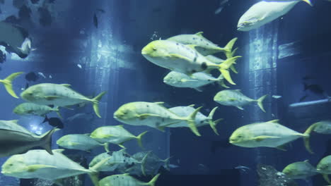 shoals of fishes swimming inside the lost chambers of dubai aquarium