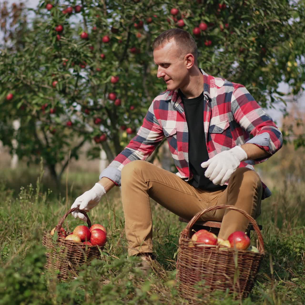 Happy mid aged farmer sitting in the apple orchard is satisfied with crop of fruit. Harvesting season on beautiful sunny day in the green garden