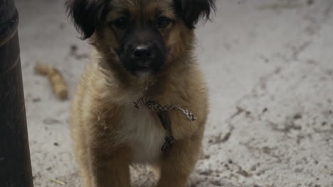 small happy puppy eagerly looks into camera with tongue out, slow motion