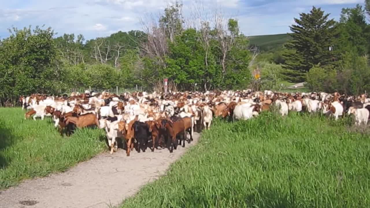 수백 마리의 염소가 농촌 지역을 붐빈다.