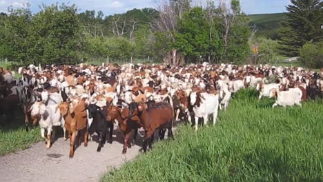 hundreds of goats crowd a rural area