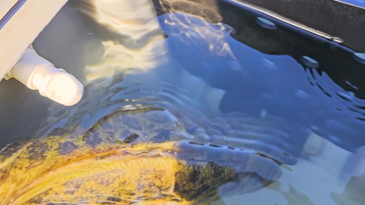 Pemandangan Detail Ikan Bass Mulut Kecil di Dalam Wadah Penampung Ikan Hidup yang Terbuka, dengan Kilauan Air, Tubuh Ikan Keemasan, Perangkat Keras Perahu Abu-abu, dan Penyimpanan Hasil Tangkapan Ikan di Danau yang Cerah