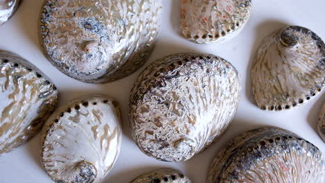 empuje superior sobre conchas de abulón sudafricanas pulidas