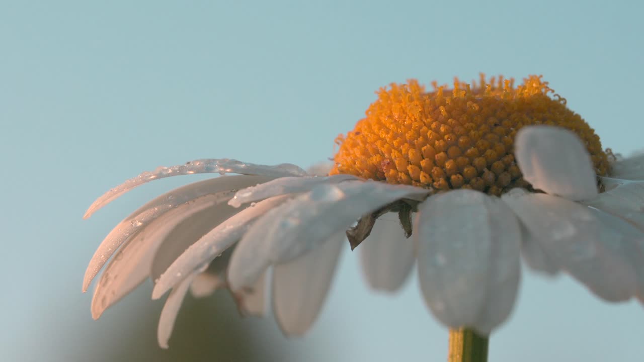 primer plano de una delicada margarita con gotas de rocío
