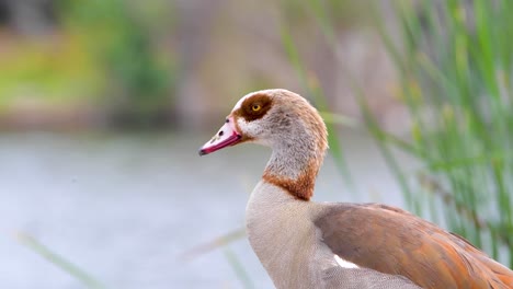 an egyptian goode in the sepulveda wildlife reserve