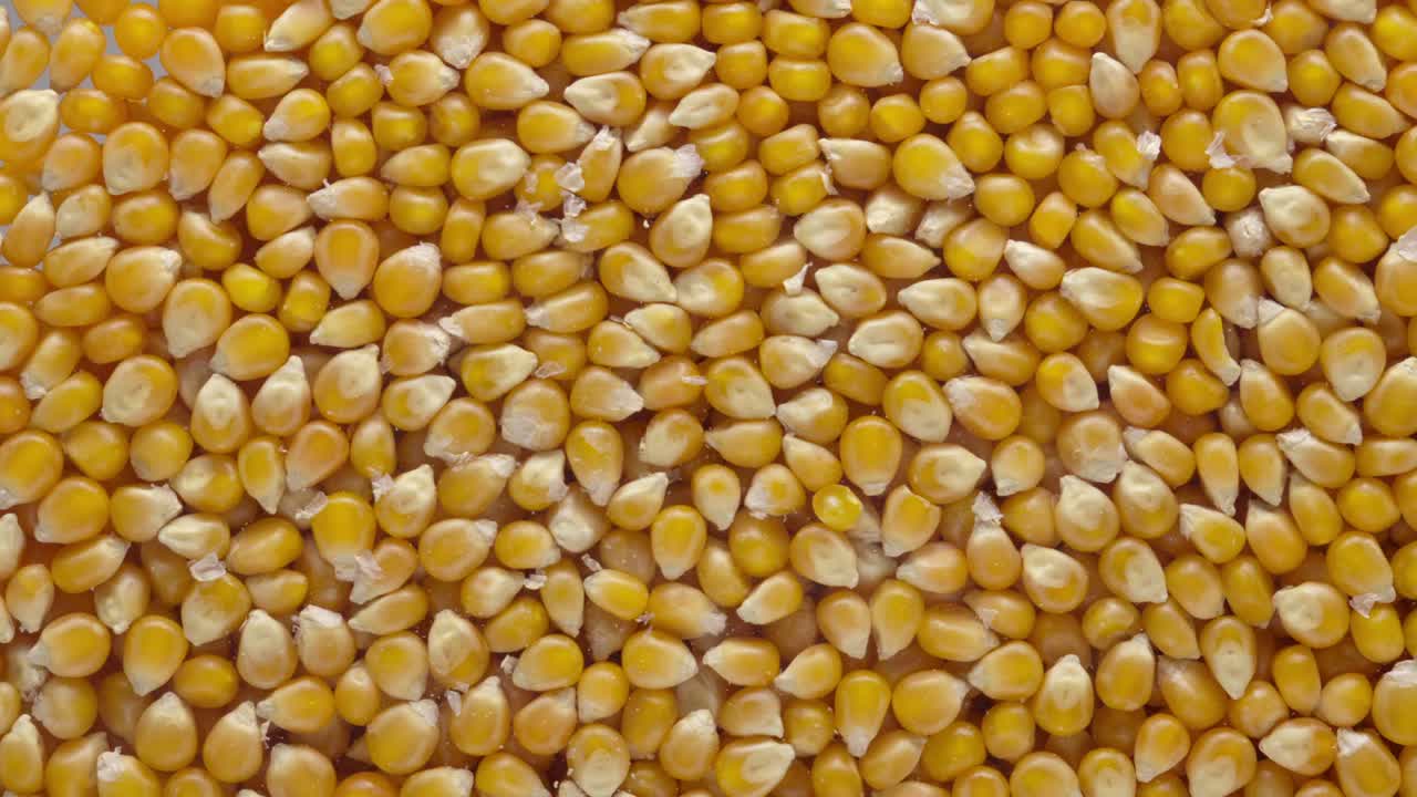 Chicchi di mais giallo essiccato che coprono l'intera scena