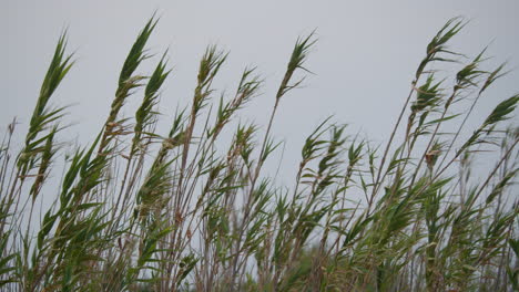 windswept grass in a serene landscape