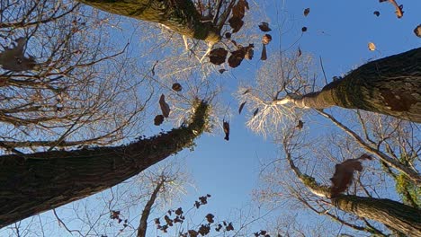 Slow-motion-of-dry-leaves-falling-from-October-autumn-trees,-low-angle-point-of-view