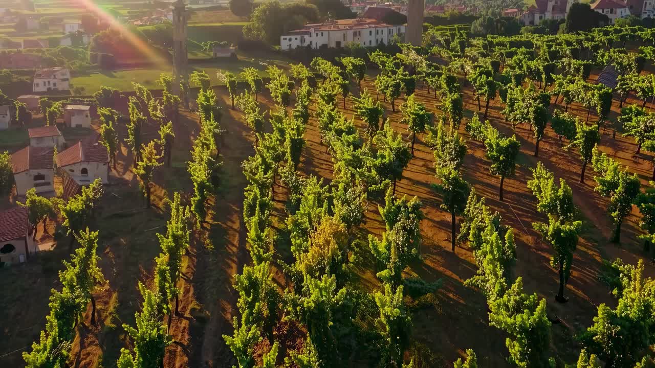 Un video aereo riprende un vigneto illuminato dal sole con viti verdi e lussureggianti, edifici storici e in lontananza.