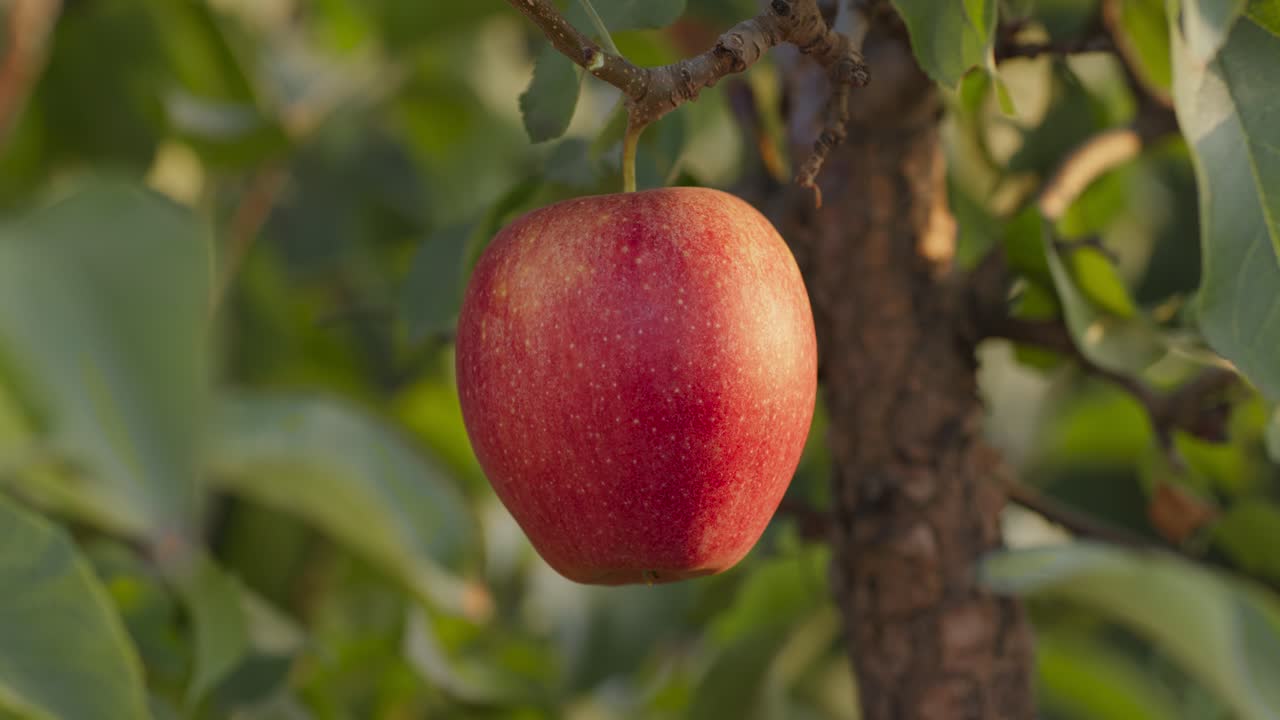 manzana roja colgando de una rama de árbol