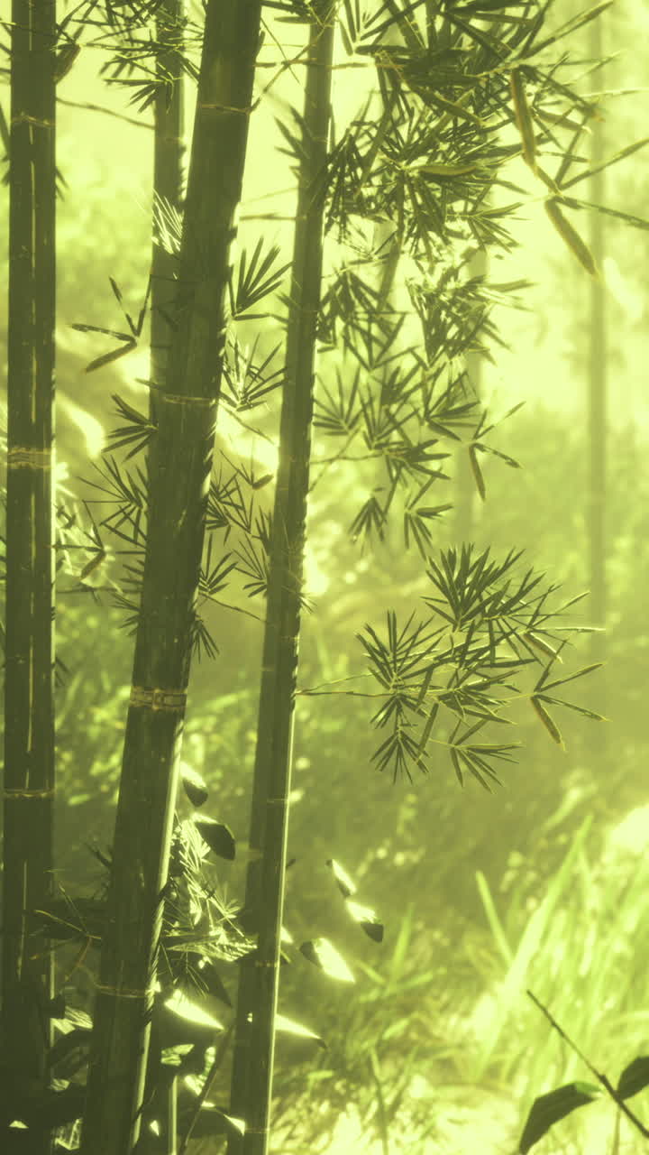 Piante di bambù che crescono in una foresta verde durante le ore diurne.