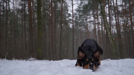Australian-kelpie-dog-lies-on-the-snow-in-a-forest-and-puts-his-head-down-on-the-ground