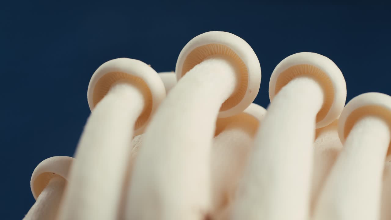 버섯의 클로즈업