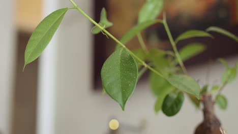 Riego-De-La-Hoja-Del-árbol-Bonsai-Primer-Plano-Y-Gotas-De-Agua-En-La-Hoja