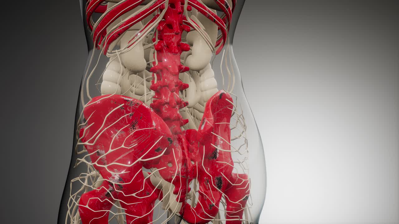 cuerpo humano transparente con huesos visibles