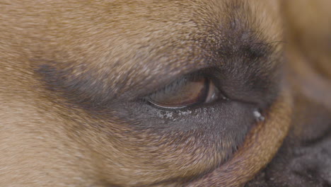 un primer plano de la cara de un perro, centrándose en su ojo y parte de su hocico, mostrando los detalles de su pelaje y piel