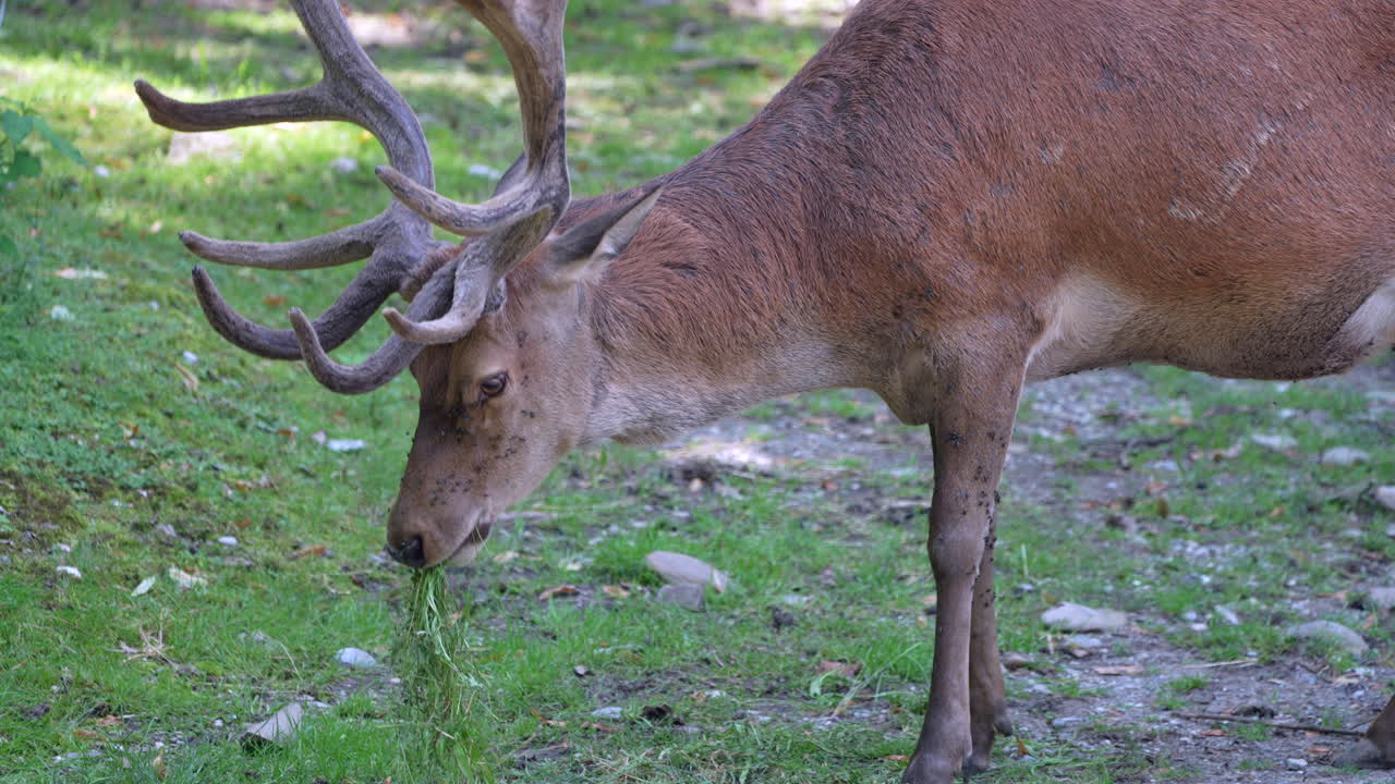 ciervos salvajes con cuernos comiendo hierba fresca en el desierto, cierran a cámara lenta