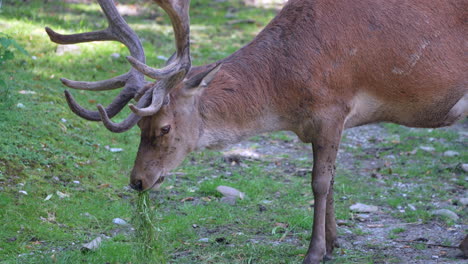 Wild-Deer-with-antlers-eating-fresh-grass-in-wilderness,close-up-slow-motion