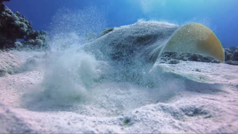 blue spot stingray takes off from the sand in slow motion