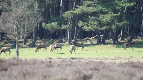 Gang-Of-Elk-Feeding-And-Standing-On-The-Meadow-Under-The-Sunlight-In-Veluwe,-Netherlands