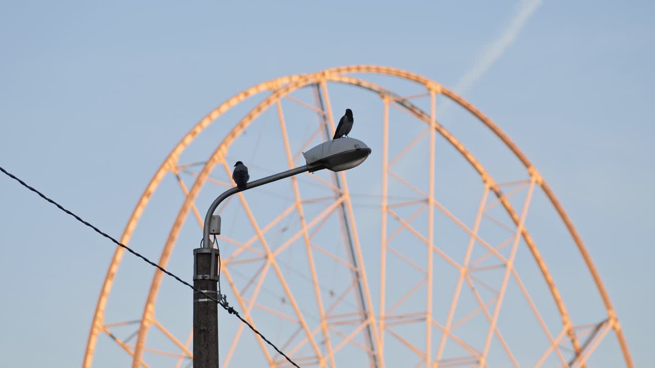Two Birds Perched on a Streetlight with a Ferris Wheel in the Background