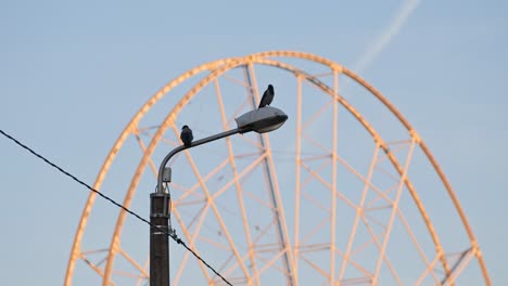 two birds perched on a streetlight with a ferris wheel in the background
