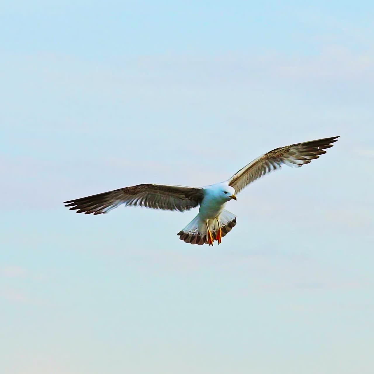 An adult seagull with an orange beak and paws and with huge wings flies down on the background a blue sky on a summer day. Close-up. Aerial view.