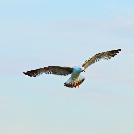 an adult seagull with an orange beak and paws and with huge wings flies down on the background a blue sky on a summer day. close-up. aerial view.