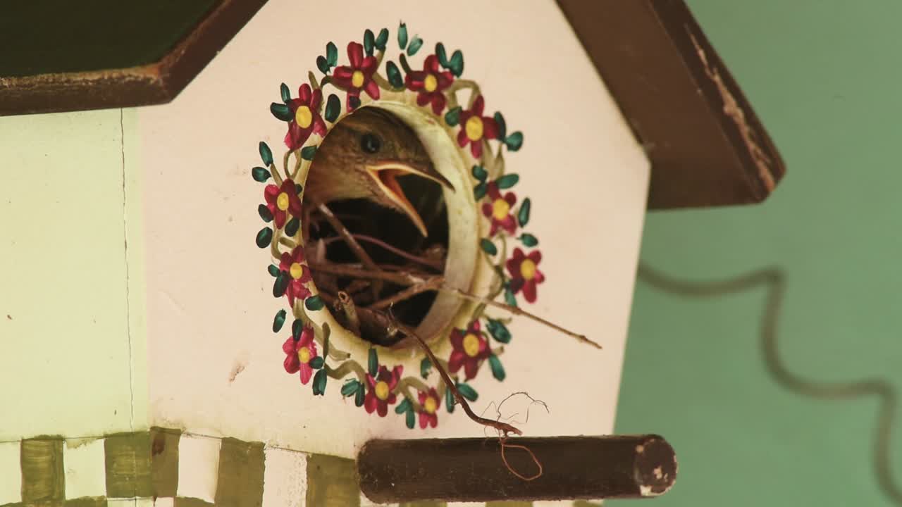 Southern House Wren bird (Troglodytes musculus) using an artificial nest box