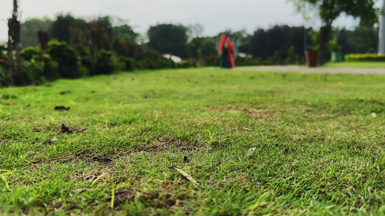 Primo piano di erba verde sana del giardino con profondità di campo ridotta che crea uno sfondo paesaggistico esterno fresco e naturale