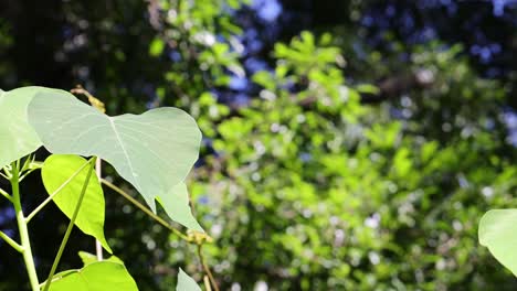 leaves gently swaying in the breeze, sunlight dappling