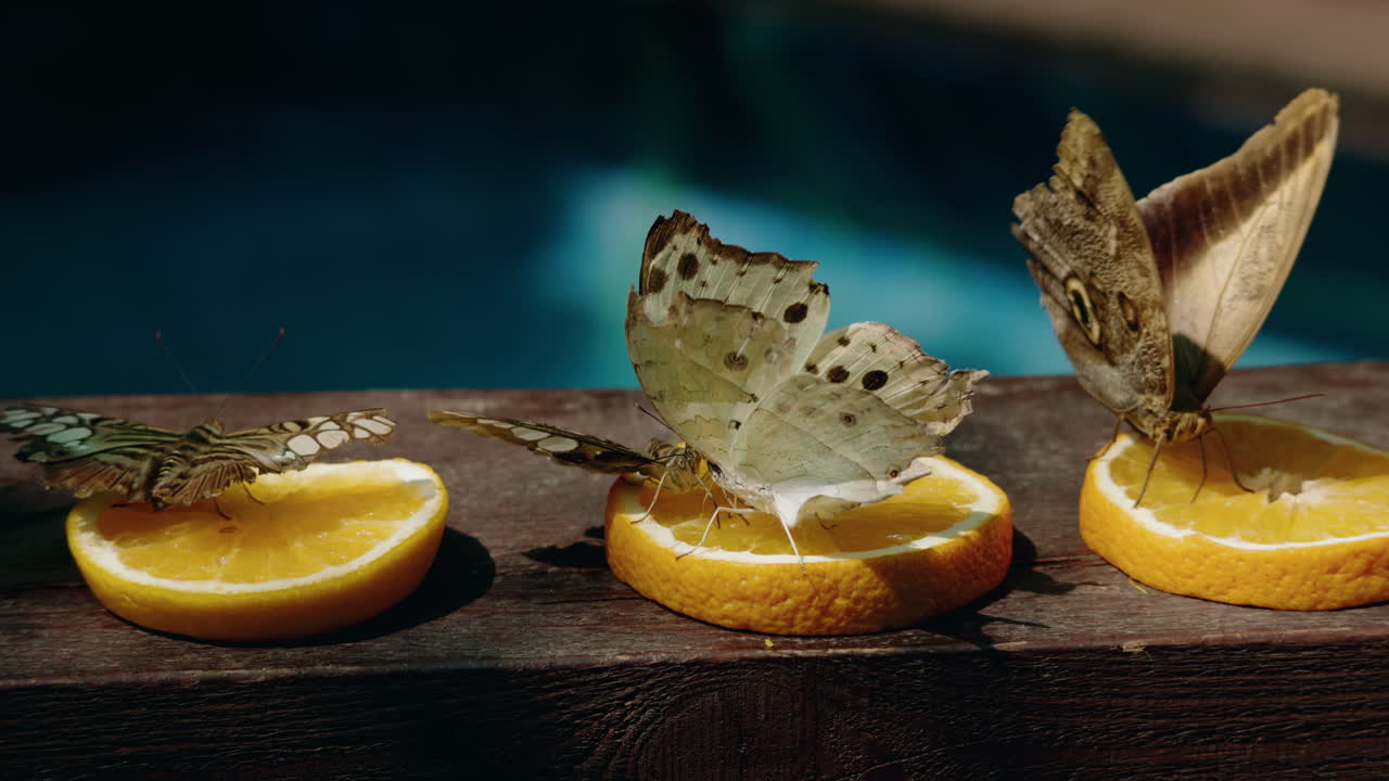 Butterflies feeding on orange slices