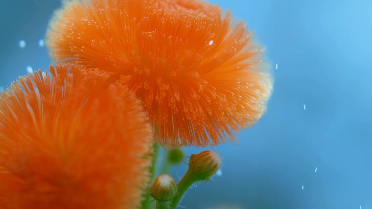 Una vista ravvicinata segue il sottile movimento in un fiore arancione saturo e nei vicini boccioli verdi, mentre minuscole macchioline luminose si muovono su uno sfondo blu liscio, con una luce soffusa che enfatizza i delicati filamenti radiali.