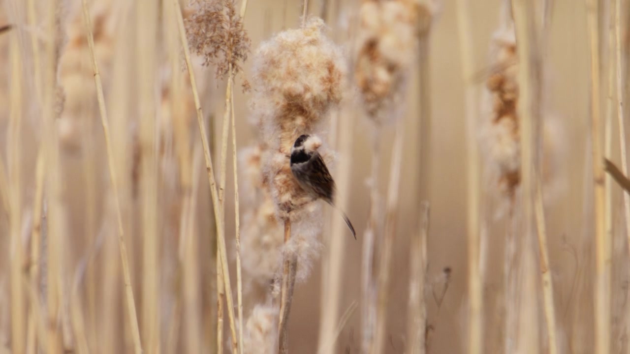 Migliarino di palude comune (Emberiza schoeniclus) appollaiato su una soffice spiga di tifa, mentre cerca cibo al rallentatore