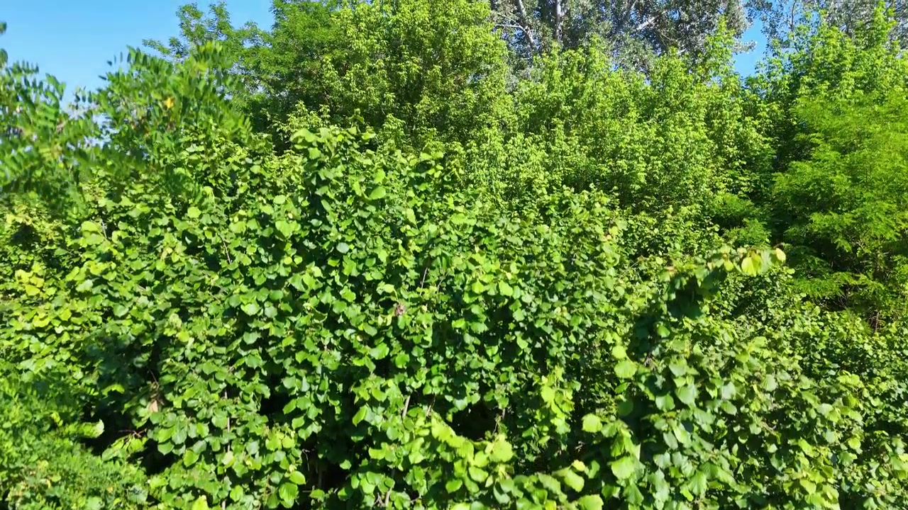 Vista aproximada de folhas verdes vibrantes e arbustos selvagens densos sob a luz solar brilhante do verão