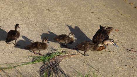 duck family walking together on sandy beach