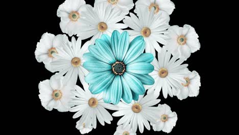 animación de un ramo de flores realista con margaritas blancas moviéndose con una gran flor azul en el centro. fondo negro
