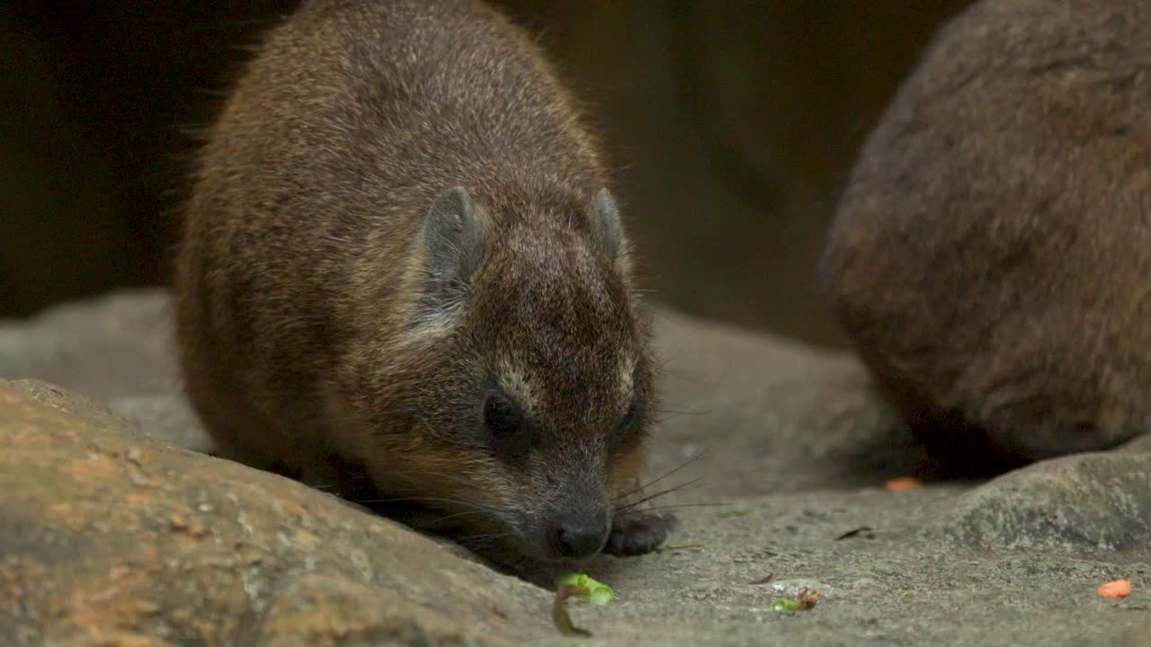 Uma procávia-das-rochas mastiga vegetais verdes enquanto descansa sobre rochas em um recinto de zoológico.