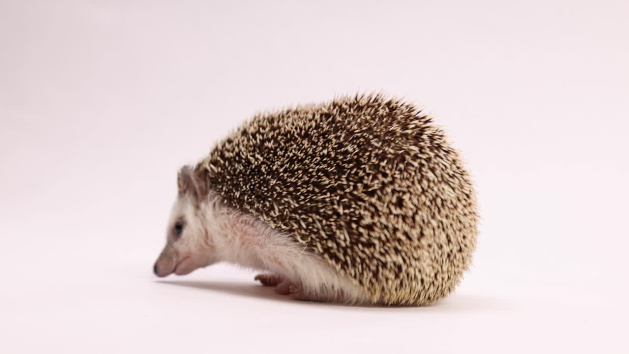 riccio che cammina su sfondo bianco per un servizio fotografico carino