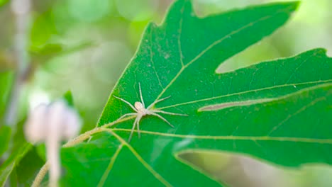 small white spider on a leaf