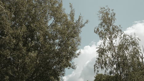 árboles-Meciéndose-En-El-Viento_toma-Rural