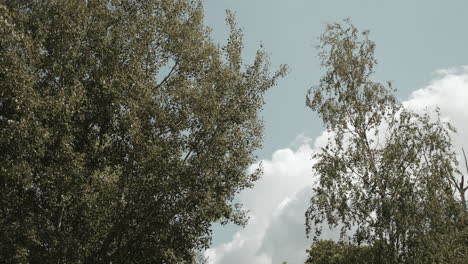 árboles balanceándose en el viento_shot rural