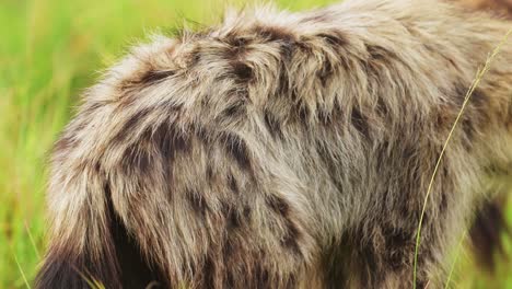 foto de cerca detallada del cuerpo peludo de la hiena con marcas manchadas, vida silvestre africana en la reserva nacional de maasai mara, kenia, áfrica animales de safari en la reserva de masai mara norte