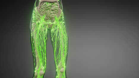 vasos sanguíneos del cuerpo humano